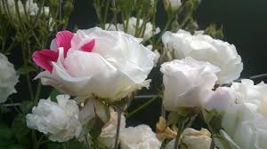 Acesta din urma este un compus obtinut din planta cu acelasi nume. 10 Plante De Gradina Care Infloresc Toata Vara