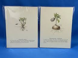 Image result for Limosella maior