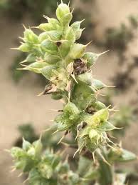 Image result for Salsola kali
