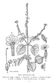 Image result for Buchnera leptostachya