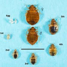 They often enter your home undetected in luggage bedbugs are active mainly at night and usually bite people while they are sleeping. Pdf Bed Bugs Clinical Relevance And Control Options