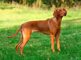 Image result for maďarský krátkosrstý ohař