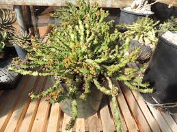 Image result for Euphorbia jubata