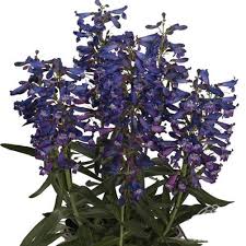 Penstemon delfts blue riding hood. Plant Profile For Penstemon Barbatus Pristine Blue Beard Tongue Perennial