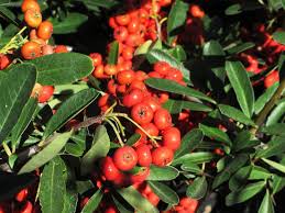 Image result for Pyracantha