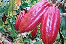 Pertumbuhan kelp terbilang cukup cepat dan telah dimanfaatkan oleh banyak organisme lain sebagai tempat berkembang biak. Mengenal Tanaman Coklat Kakao Info Publik