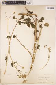 Image result for Emilia subscaposa