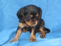 We feed our fur babies fromm, nuvet plus. Cavalier King Charles Spaniel Puppies In Texas