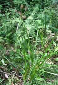 Image result for Cyperus latifolius