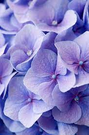 Page Not Found Cultivo De Flores Flores Hortencias Flores Hortensias