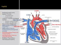 Ολη η υλη των νεων ελληνικων γ' λυκειου. Biologia A Lykeioy 3 Kykloforiko Systhma Ppt Katebasma