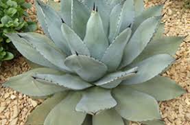 It is a blooming shrub which produces a beautiful array of colors. 10 Best Drought Tolerant Plants Plants And Tips From The Eden Project