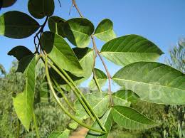 Image result for Holarrhena