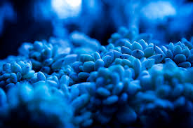 Image result for avatar forest