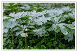 Image result for Podophyllum  peltatum