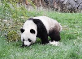 Classé 4e plus beau zoo du monde, le zooparc de beauval accueille plus de 35 000 animaux sur 44 hectares pour une visite inoubliable en famille ou entre amis Grosse Pandas In Beauval Eine Der Attraktionen Des Zoos Von Schontal