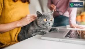 Certapet is the internet's #1 service for getting real esa letter quickly & confidentially. Emotional Support Cat Registration Guide