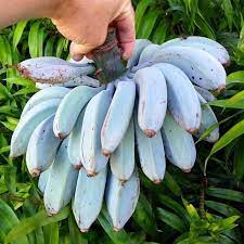 Gymnema sylvestre is a woody shrub native to the tropical forests of india, africa and australia. 10 Types Of Bananas In India Info Pictures Of All Banana Types Banana Ice Cream Banana Plants Ice Cream Banana
