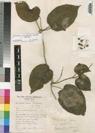 Image result for Pentarrhinum