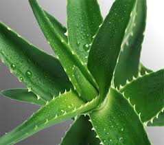 Uykusuzluga Iyi Gelen Cicekler Bitkilog Aloe Vera For Hair Aloe Vera Hair Growth Faster