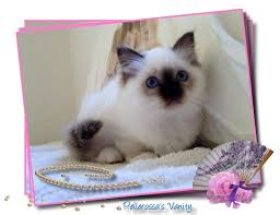 Lovely Sacred Birman Kitten Seal Point Pellerossa S Vanity Birman Kittens Cute Animals Furry Friend