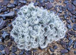 Image result for Gethyllis