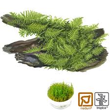 Mini christmas moss is actually easier to care for since it can survive a wider range of water and tank qualities. Vesicularia Dubyana Christmas Moss Tropica Aquarium Plants Birstall