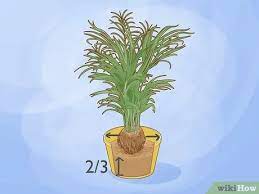 3 Simple Ways To Care For An Areca Palm Wikihow