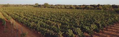 Check spelling or type a new query. I Nostri Vigneti Produttori Di Manduria