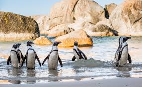 Anreise zu den pinguinen am boulders beach in simons town. We And Third Parties Use Cookies For Technical And Analytical Purposes For Marketing Purposes And For Integration With Social Media For More Information Refer To Our Privacy Policy And Terms Of Consent By Clicking On I Agree You Consent To The Use Of