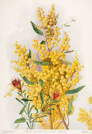 Acacia Pycnantha Lambertia Formosa Broad Leaf Wattle Honey Flower 1901 1904 By Margaret Flockto Botanical Painting Flower Art Painting Botanical Drawings