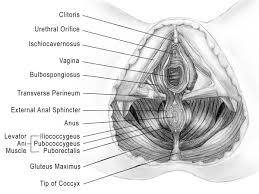 Outlet of the urethra is tender; Jagged Little Pill How Oral Contraceptives Wreak Havoc On The Female Body