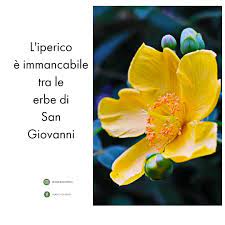 Generalmente si raccolgono già dopo il tramonto, una misticanza di fiori ed erbe aromatiche in cui al mattino, utilizza l'acqua così aromatizzata per lavare viso e corpo, per ripulire gli ambienti di casa, perche tradizione vuole che l'acqua di san giovanni. Acqua Di San Giovanni Erbe Di San Giovanni La Notte Del 23 Giugno