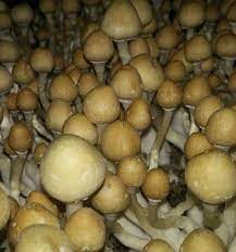 Beginner S Spore Syringe Bundle Source Of Spores Stuffed Mushrooms Mushroom Cultivation Mushroom Spores