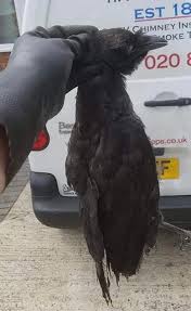 A limitation to the chimney swifts mobility is that they now you've got a bird in fireplace problem and should consult a wildlife removal professional for safe, legal and effective removal of the. Bird Stuck In Chimney Home Sweep Home