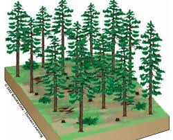 Http Ohsroom12and13 Weebly Com Uploads 6 0 4 9 60491981 Harvestingtrees Pdf