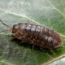 They come in seeking warmth but rarely. 15 Fascinating Facts About Pill Bugs