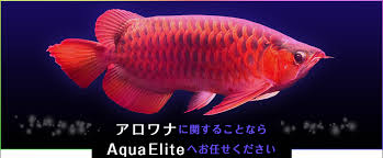 Aqua Elite 千葉県袖ヶ浦のアジアアロワナ販売 通販専門店