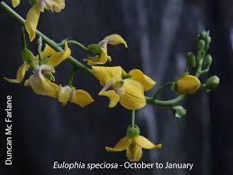 Image result for Eulophia elegans