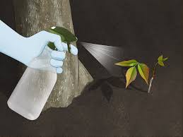 Check spelling or type a new query. 5 Ways To Kill Poison Ivy Naturally Wikihow