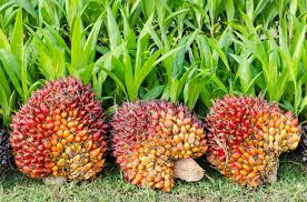 Ministries and agencies of plantation industries and commodities, malaysia web guide by lawyerment. Malaysian Government Launches Own Palm Oil Standard