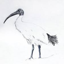 Not Every Painting Is Successful For Example I Made This Guy Look Way Too Sweet Bin Chickens Arent Supposed To Hav Australian Icons Birds Painting Painting