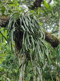 Image result for Diaphananthe sarcophylla