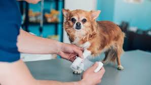 Pet insurance is health insurance for pets & can include accident, injury and wellness coverage.here's a complete guide on best pet insurance companies. Pet Insurance For Pre Existing Conditions Forbes Advisor