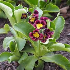 Image result for Primula x pubescens