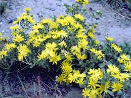 Image result for Gunillaea