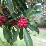 Image result for Ilex mitis