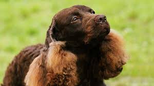 They have an average stature, with their entire body covered with curly hair in different shades of brown. American Water Spaniel Price Temperament Life Span