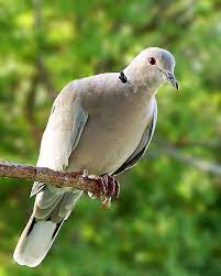 Pin On Wildlife