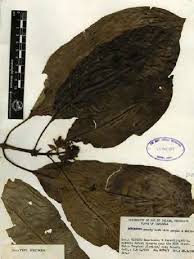 Image result for Necepsia castaneifolia